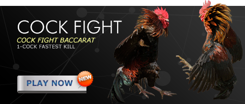Sabong Ayam Malaysia Online Cock Fight